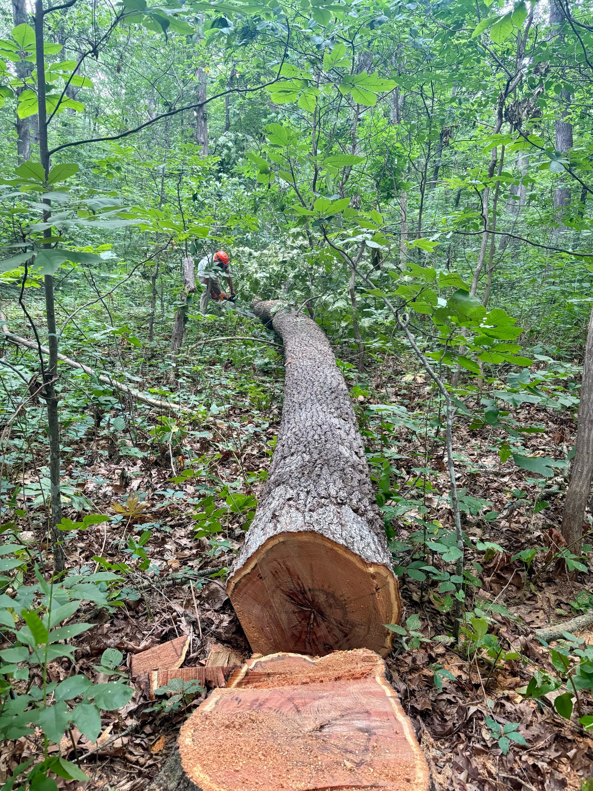 Timber Appraisals & Sales