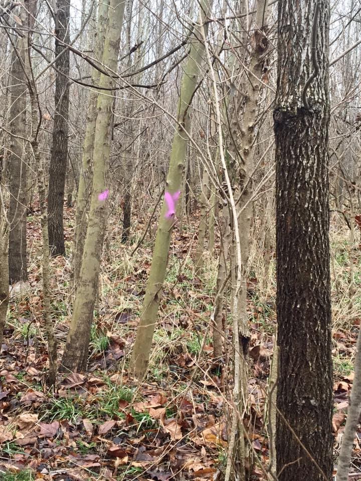 Forest Stand Improvement