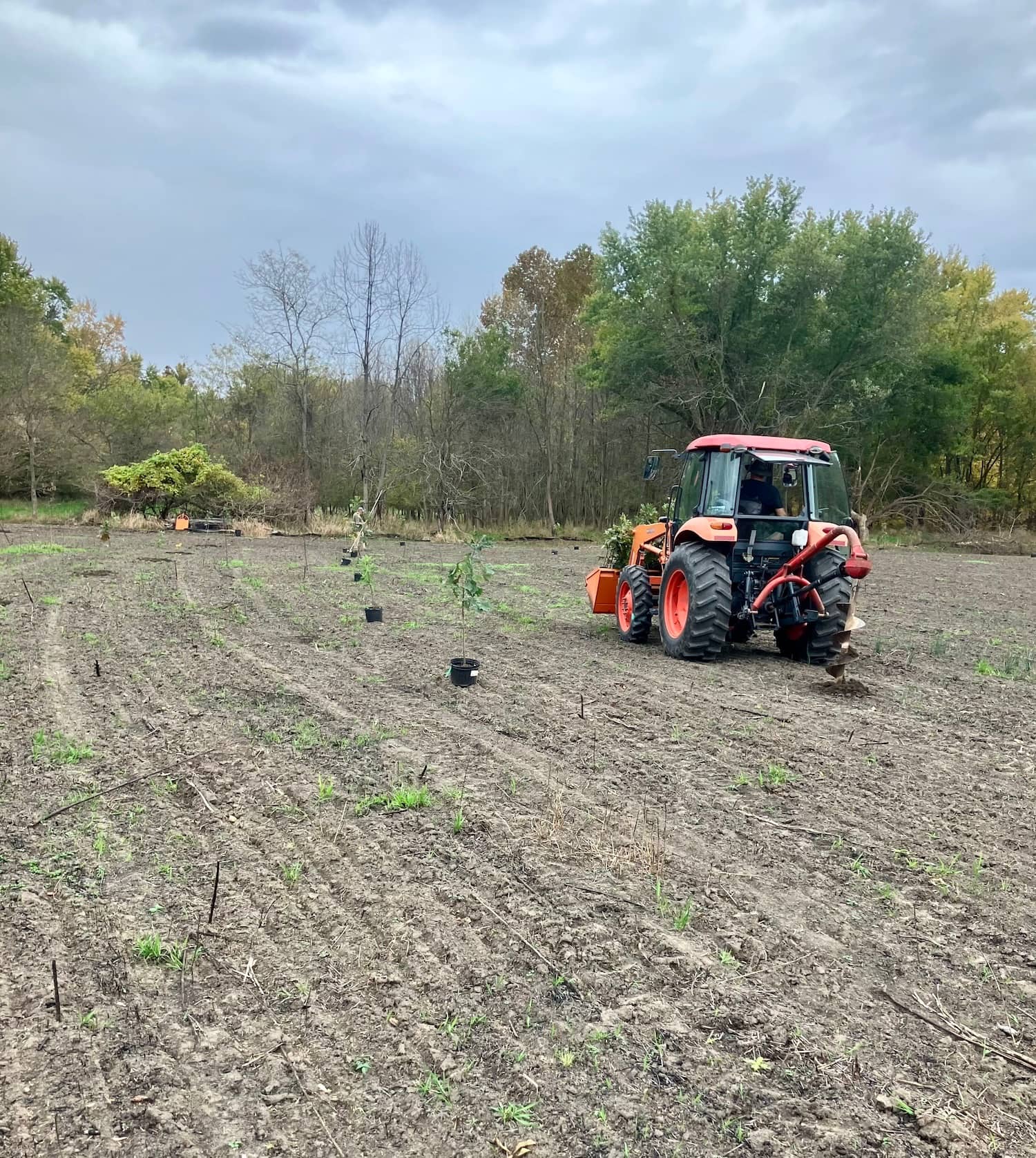 Tree planting in Illinois